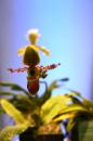 orchidees senat 018 * 4368 x 2912 * (5.43MB)